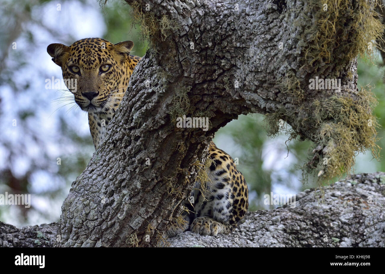 Leopard femme sri-lankais le léopard (Panthera pardus kotiya) Banque D'Images