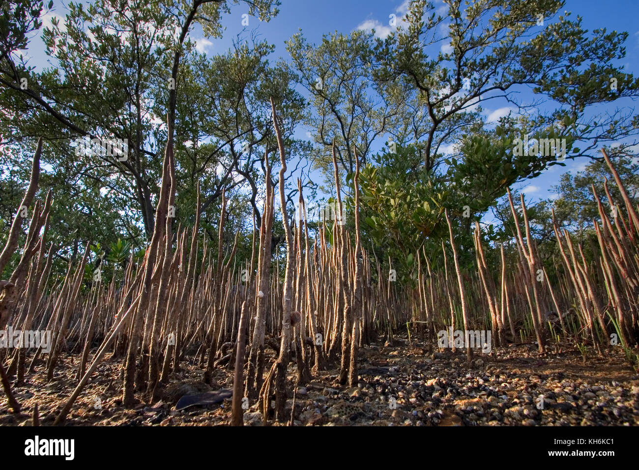 Vue au niveau du sol de la Mangrove noire pneumatophores, les Keys de Floride, Key Largo, Floride Banque D'Images