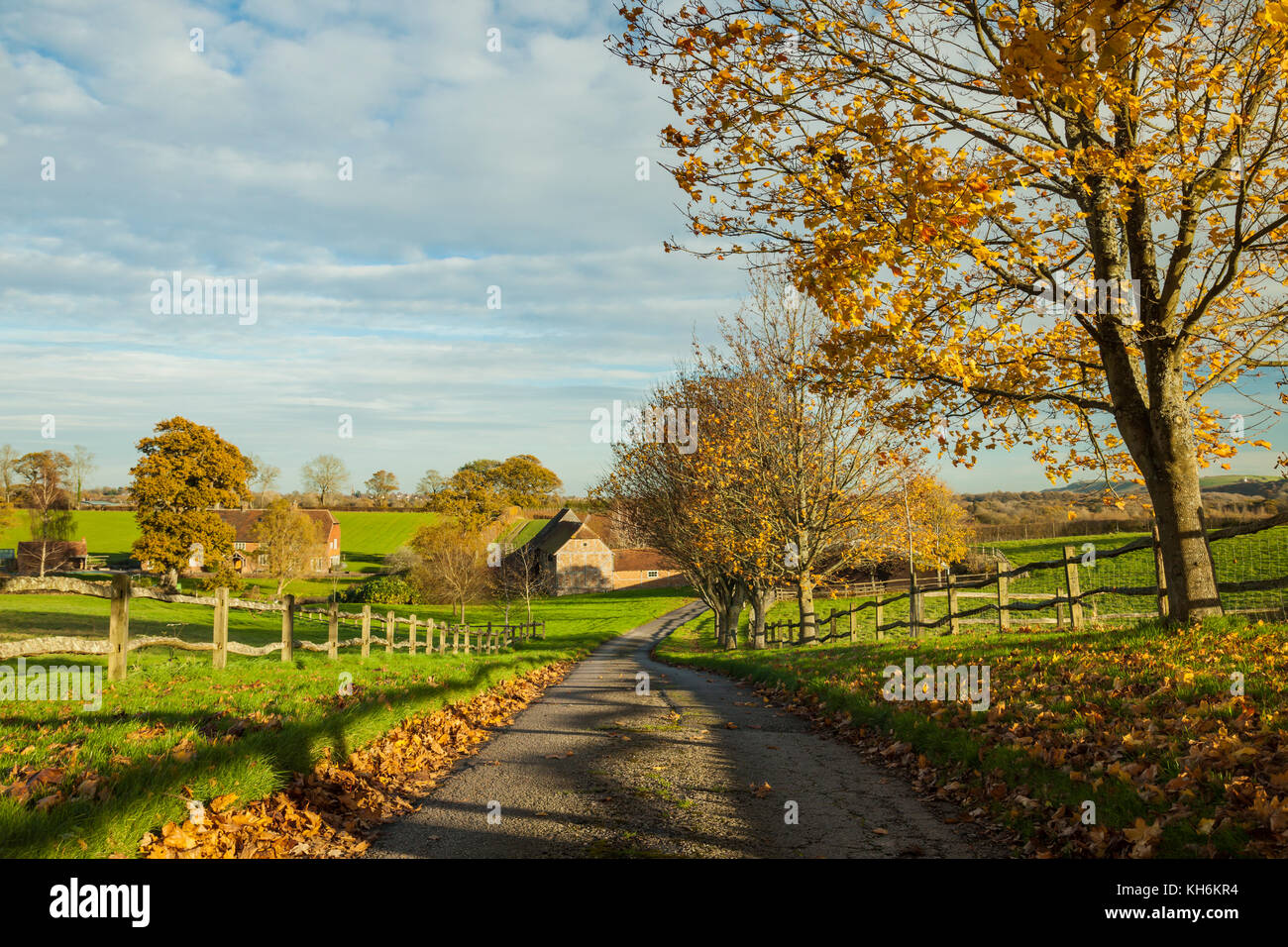 Après-midi d'automne dans la campagne du Sussex de l'ouest, en Angleterre. Banque D'Images