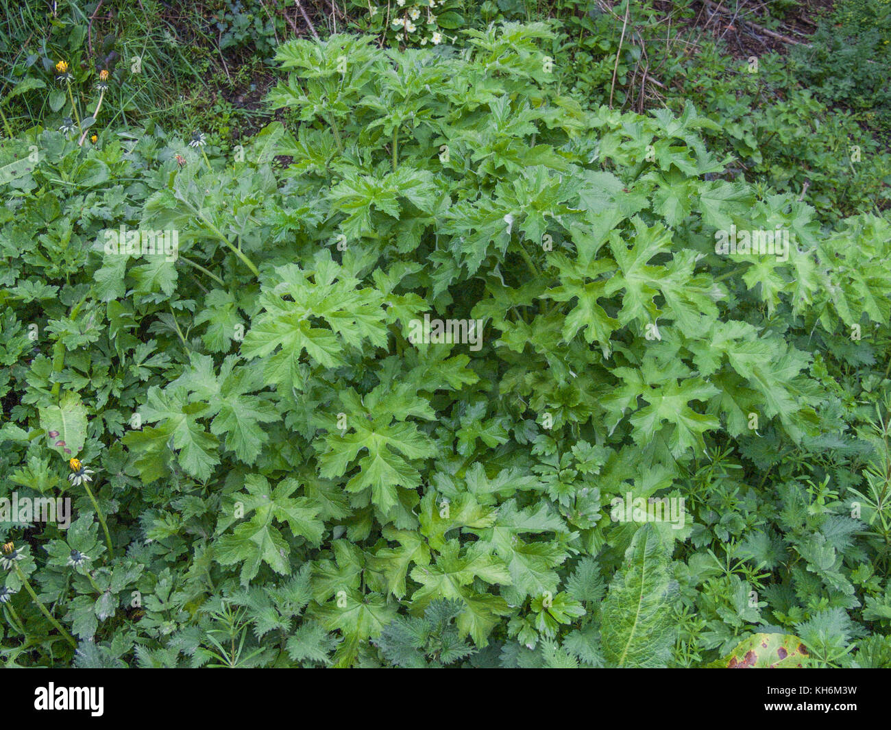 Exemple de la berce du Caucase la berce laineuse / / Heracleum sphondylium de plus en haie. Les causes (en particulier sap) les réactions de photosensibilité chez certaines personnes. Banque D'Images