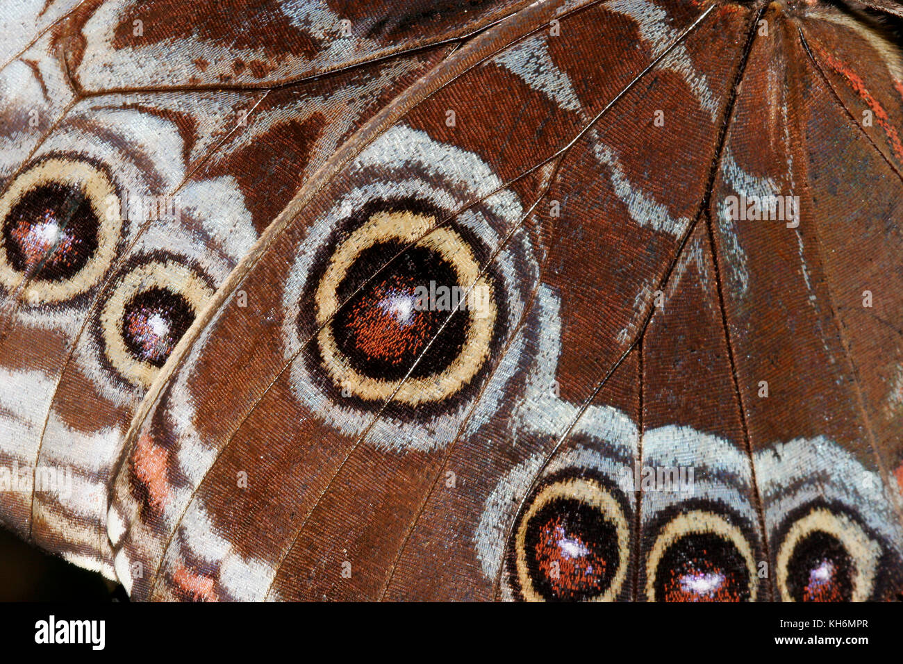 Papillon morpho bleu, dessous de l'aile Banque D'Images