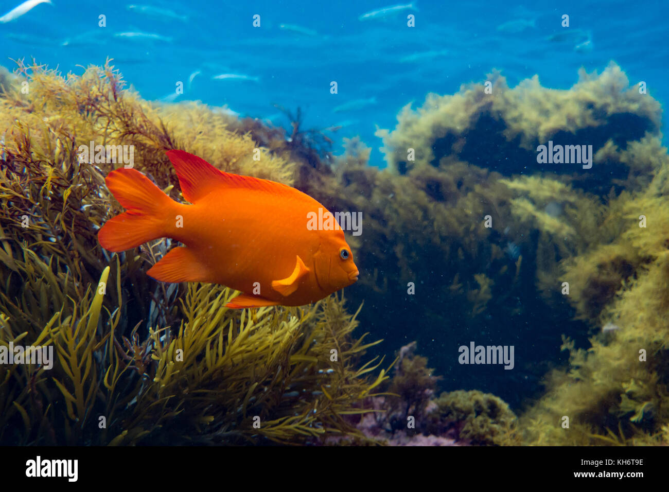Garibaldi, l'état de Californie de poissons marins, alors que la plongée avec tuba sur l'île de Santa Catalina, California, USA Banque D'Images
