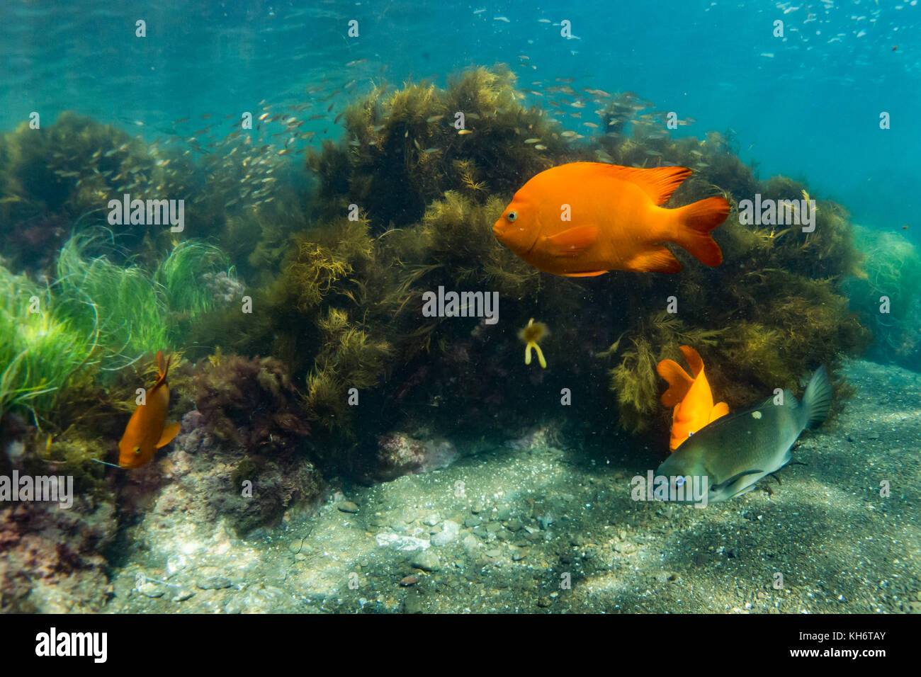 Garibaldi, l'état de Californie de poissons marins, alors que la plongée avec tuba sur l'île de Santa Catalina, California, USA Banque D'Images