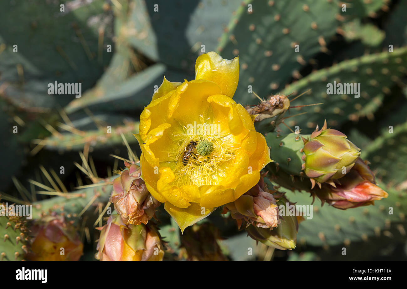 Voici une photo d'un groupe de travail d'une abeille une vache langue cactus blossom à Valley of Fire State Park, Nevada, USA. Ce cactus est au centre d'accueil. Banque D'Images