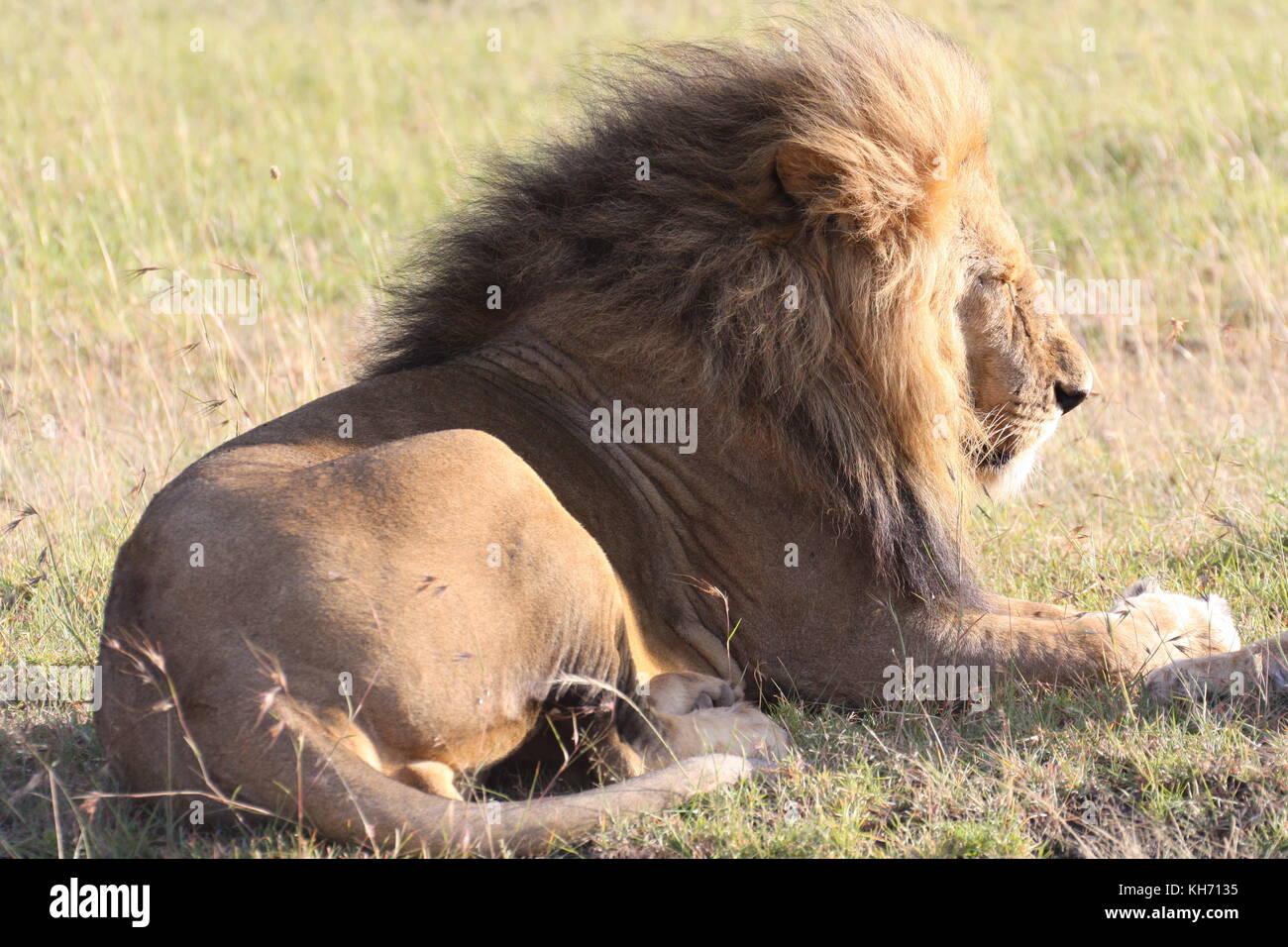 Lion de profil, masai Mara, Kenya Banque D'Images