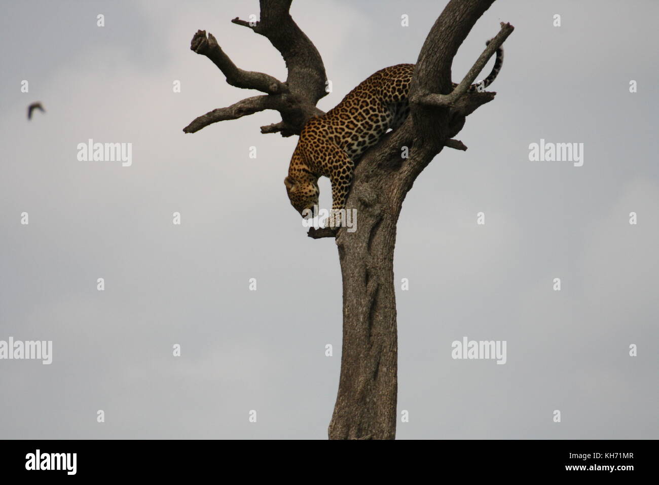 Leopard dans arbre, masai Mara, Kenya Banque D'Images