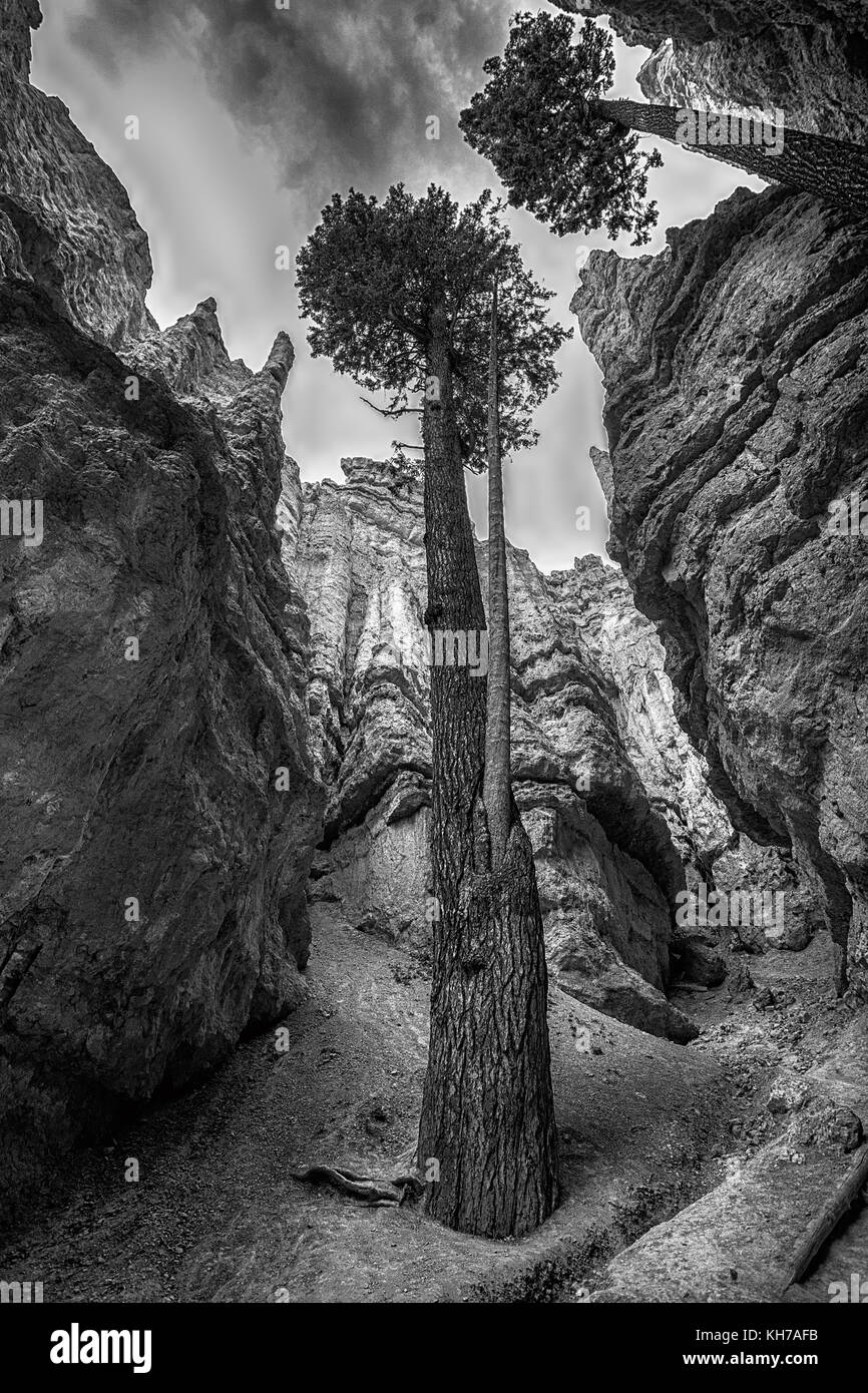 Bryce Canyon - Utah Banque D'Images