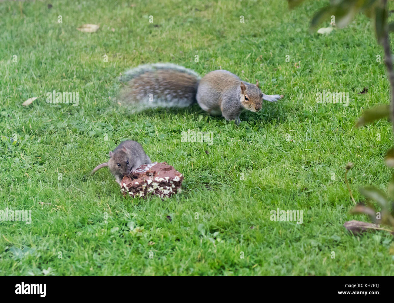 L Ecureuil Gris Et Le Rat Lutte Sur Un Gateau D Anniversaire Chocolat Alimentaire Photo Stock Alamy L Ecureuil Gris Et Le Rat Lutte Sur Un Gateau D Anniversaire Chocolat Alimentaire Photo Stock Alamy