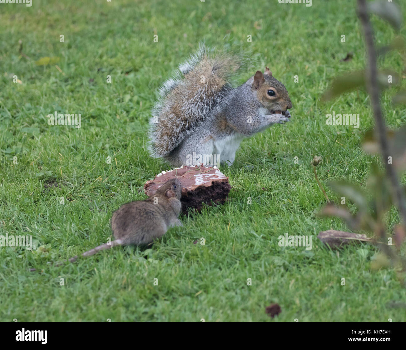 L Ecureuil Gris Et Le Rat Lutte Sur Un Gateau D Anniversaire Chocolat Alimentaire Photo Stock Alamy