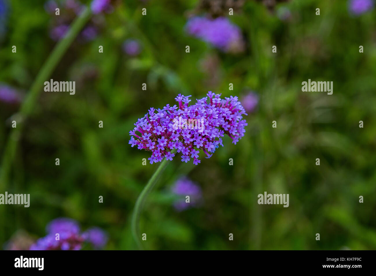 Un plan macro sur une grappe de petites fleurs violettes Photo Stock - Alamy
