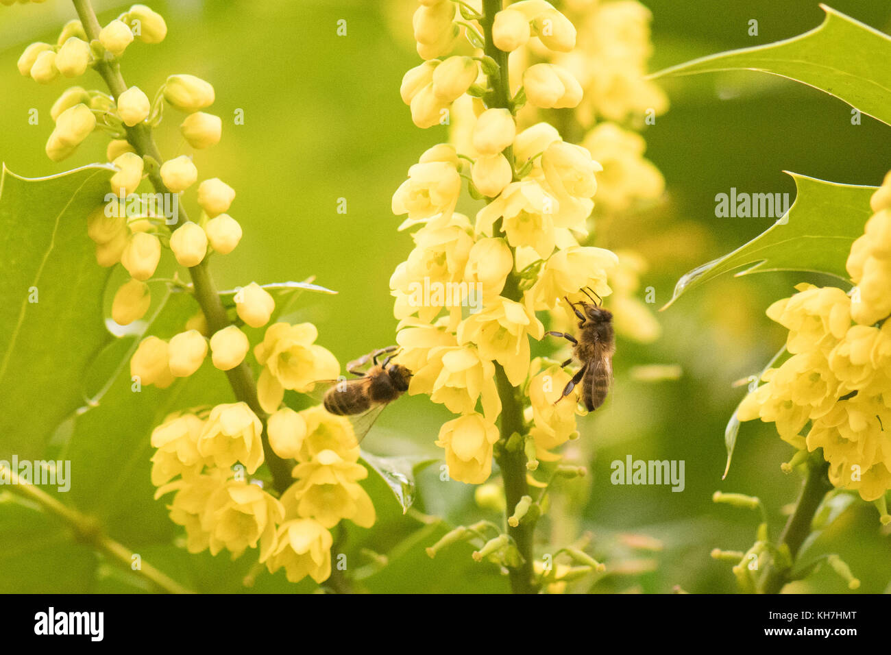 Stirlingshire, Scotland, UK - 14 novembre 2017 : UK weather : abeilles à miel à partir de nectar potable un magnifique Mahonia parfumés ou raisin Oregan sur un jour plus doux, plus sec dans Stirlingshire. Les abeilles sortent de leur ruche à fourrage brièvement à des températures supérieures à 10 degrés Celsius ou plus, mais ne sera pas aventurer loin de leurs ruches. Mahonia est l'un des rares arbustes à produire du nectar dans les températures fraîches et ses fleurs aux couleurs vives sont un aimant pour les abeilles Crédit : Kay Roxby/Alamy Live News Banque D'Images