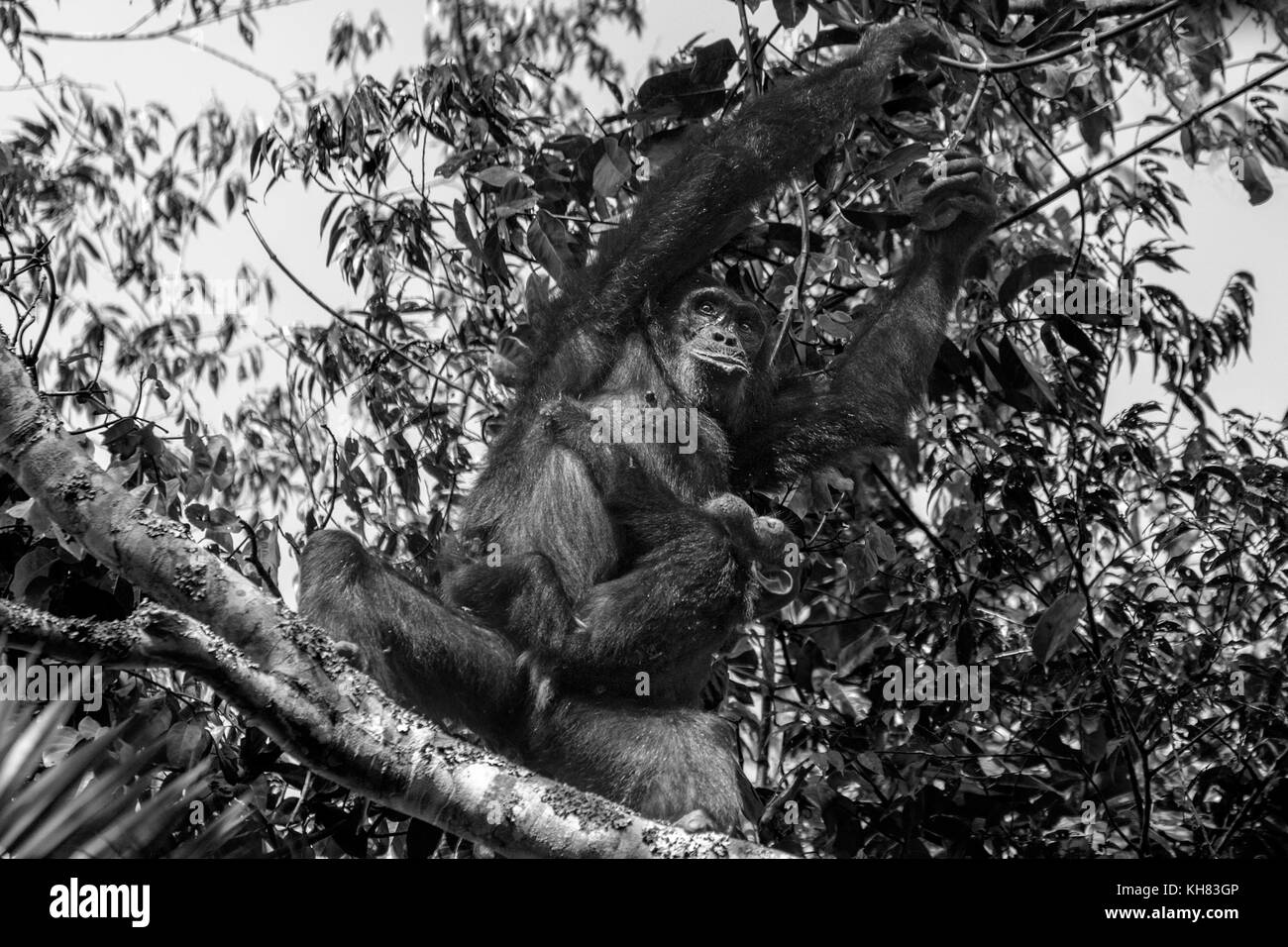 Mère d'attraper un bébé chimpanzé Kimbale fig et parc national forestier de l'Ouganda Afrique B&W Banque D'Images