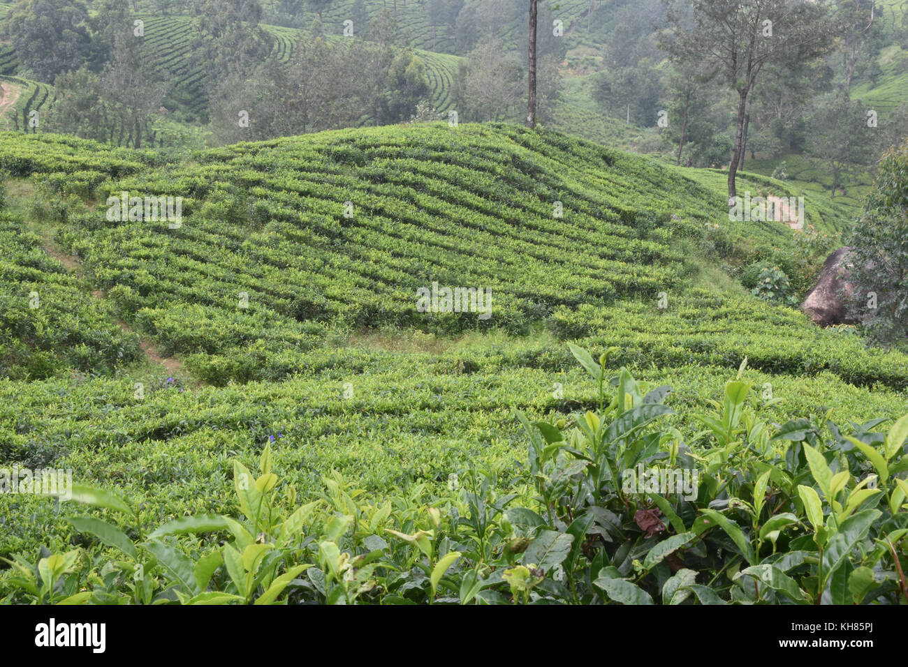 Jardins de thé dans l'état indien de Kerala Banque D'Images