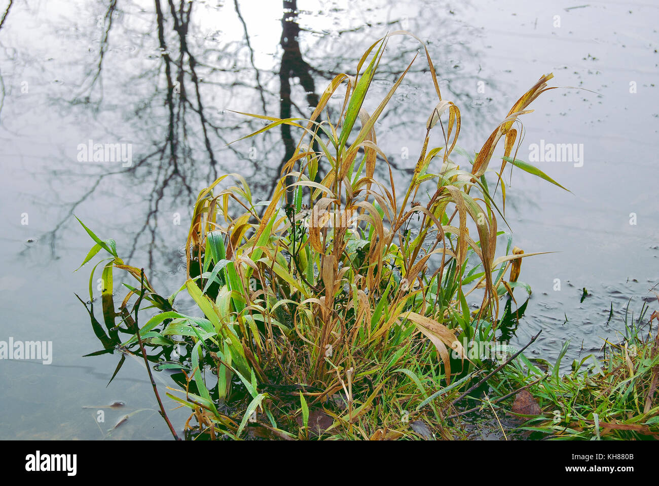 L'herbe est verte et jaune de bush, à l'automne sur la côte. Le concept du début et de la fin du cycle de vie Banque D'Images