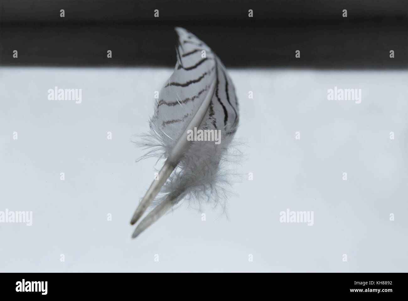 La motley blanc-noir de plumes un faisan se trouve sur un miroir d'une réflexion Banque D'Images