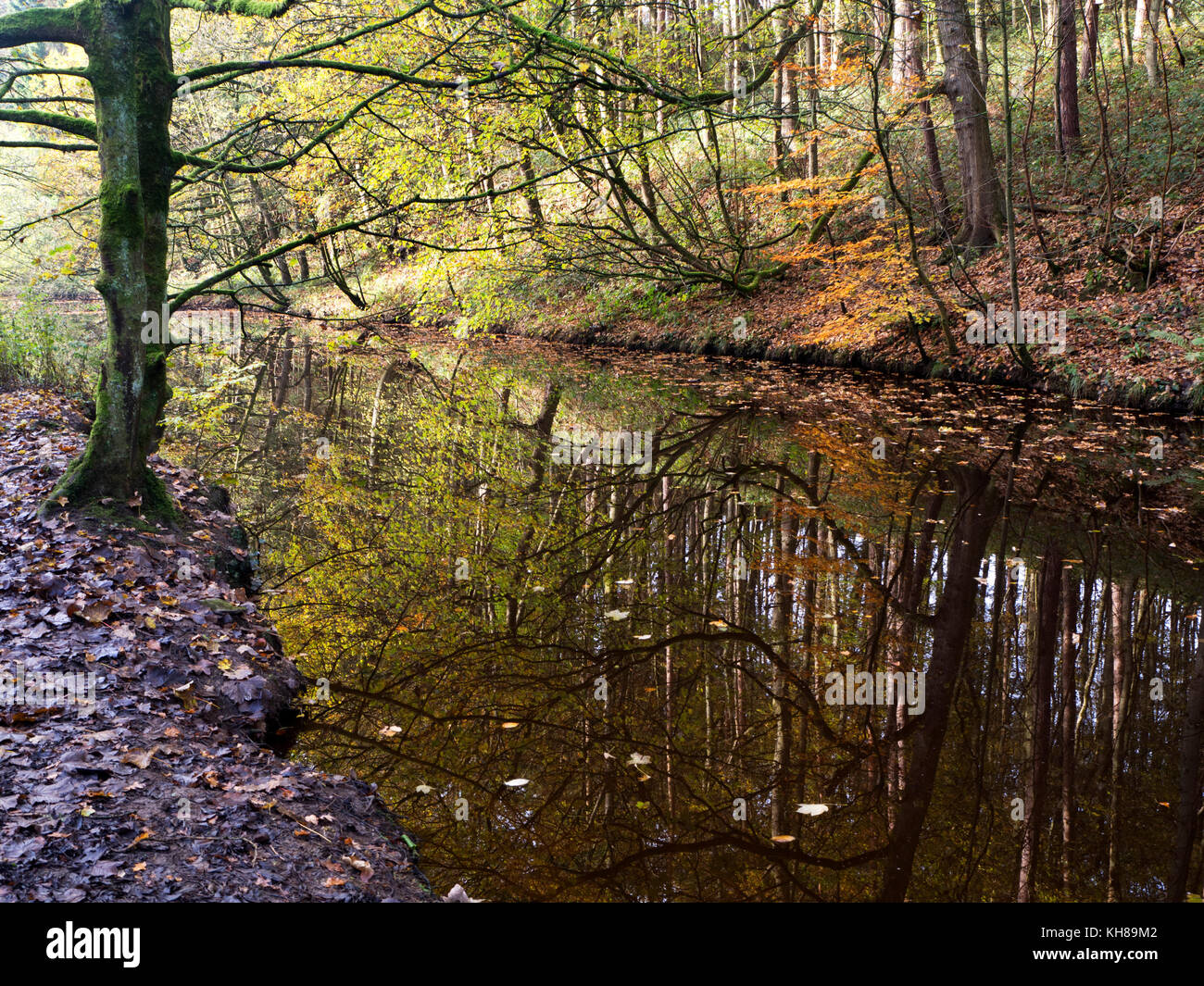 Réflexions d'automne à long barrage dans Skipton Castle Woods à Skipton North Yorkshire Angleterre Banque D'Images