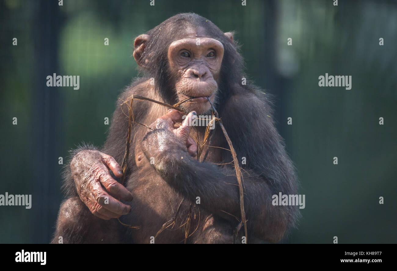 Chimpanzé dans une humeur enjouée. chimpanzés parmi tous les primates pièce caractéristiques de comportement plus proche de celui de l'homme Banque D'Images