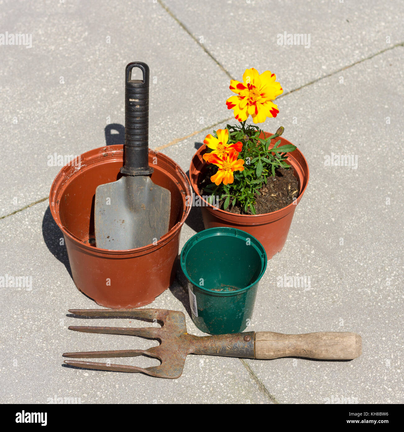 Cache-pots, outils de jardinage & french marigold fleurs dans un pot, en plongée des Banque D'Images