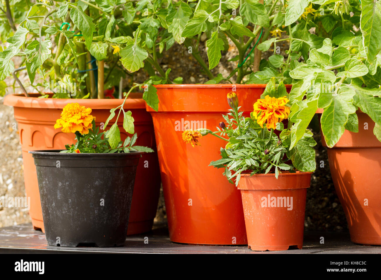 Close up de tomate cerise de plantes poussant dans des pots avec oeillet fleurs pour prévenir/repousser contre les ravageurs les pucerons, Royaume-Uni Banque D'Images