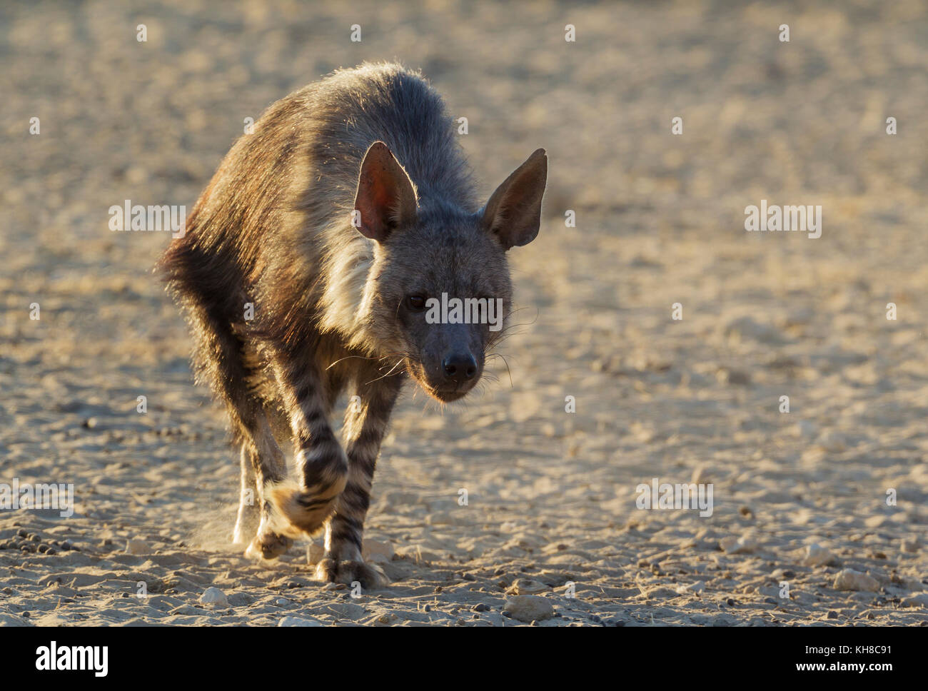 Hyène brune (Hyaena brunnea), randonnée pédestre, désert du Kalahari, kgalagadi transfrontier Park, Afrique du Sud Banque D'Images