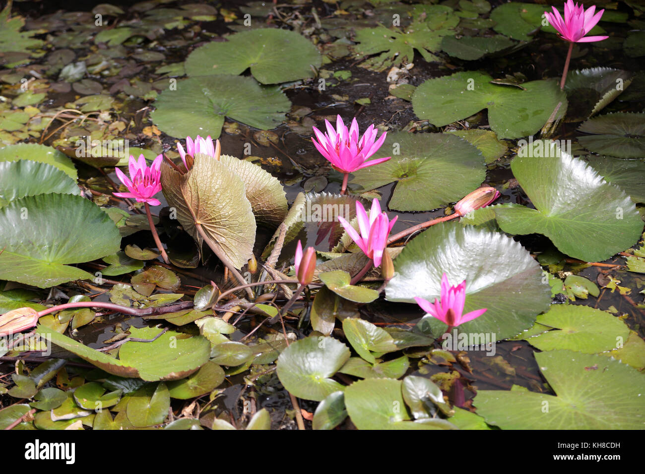 Dambulla Sr Lanka Temple Doré des fleurs de lotus Banque D'Images