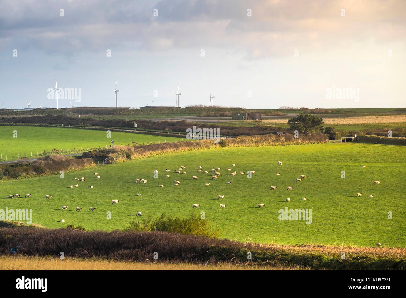 Moutons dans un champ à Newquay Cornwall Royaume-Uni. Banque D'Images