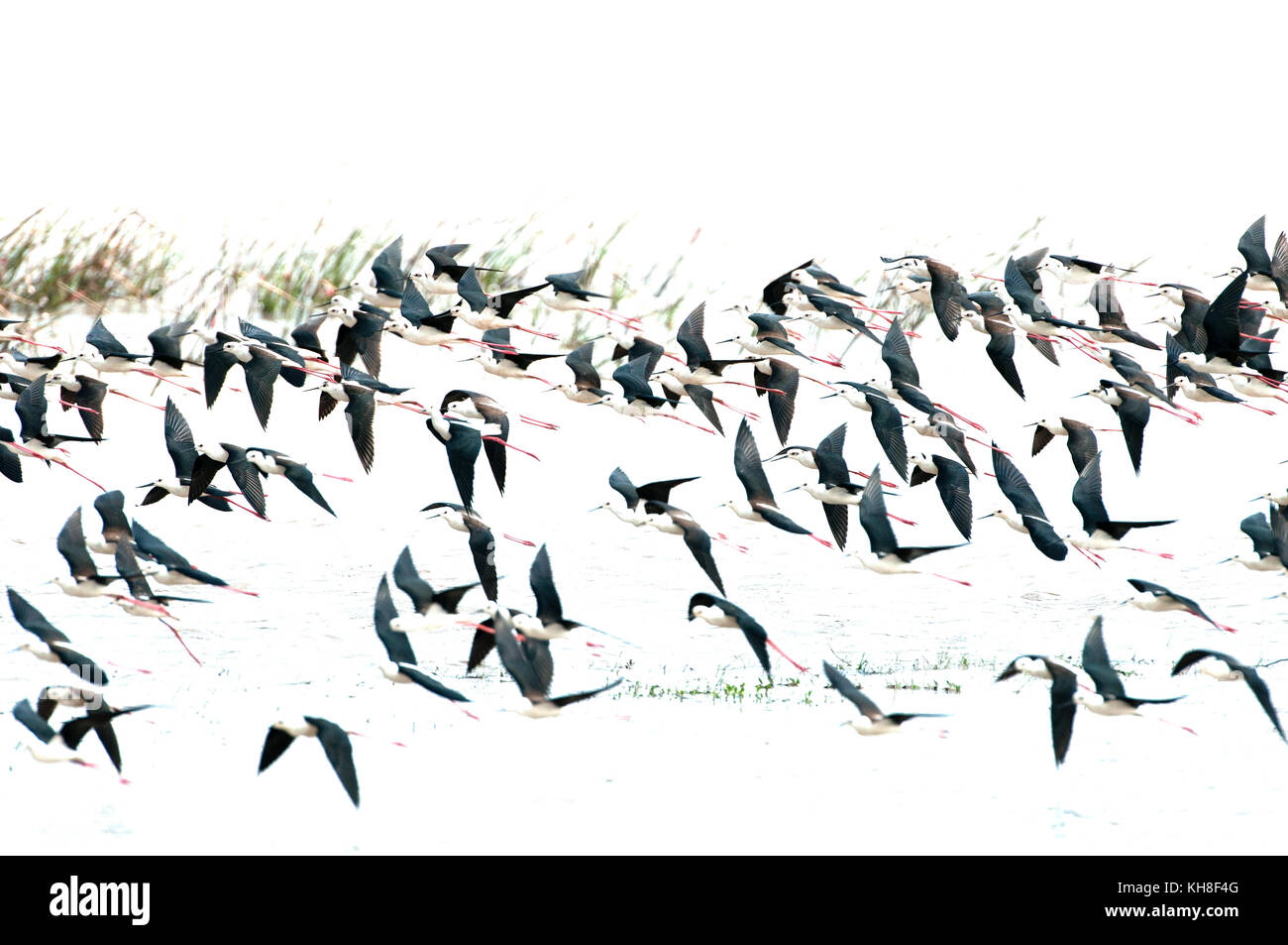 Black-winged Stilt (Himantopus himantopus), groupe en vol echasse blanche *** *** local caption,Himantopus himantopus,oiseaux,vol d'oiseaux sauvages,wildlif Banque D'Images