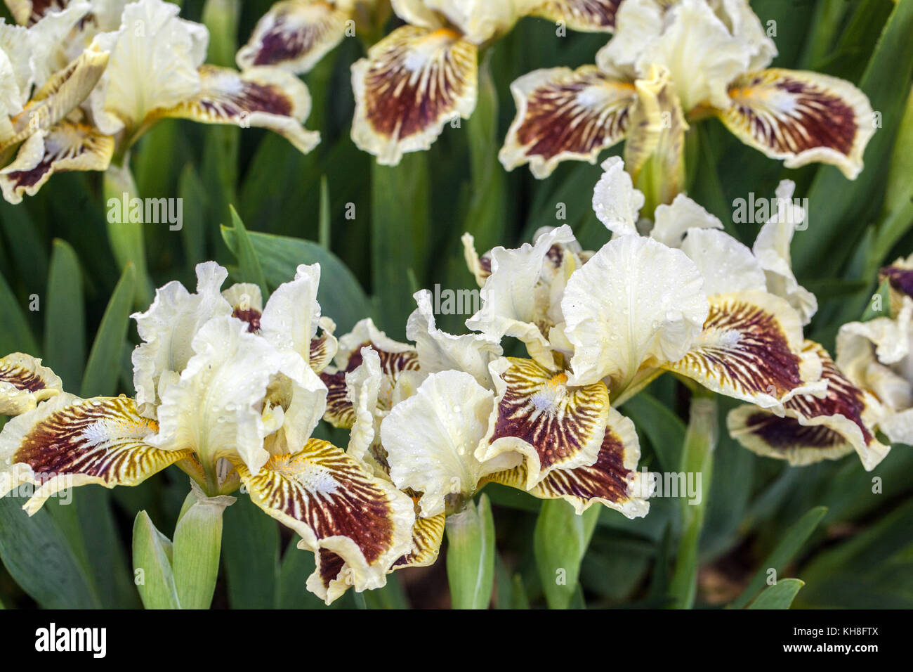 Standard nain barbu iris barbata nana Iris ' Coquette Doll ' Banque D'Images