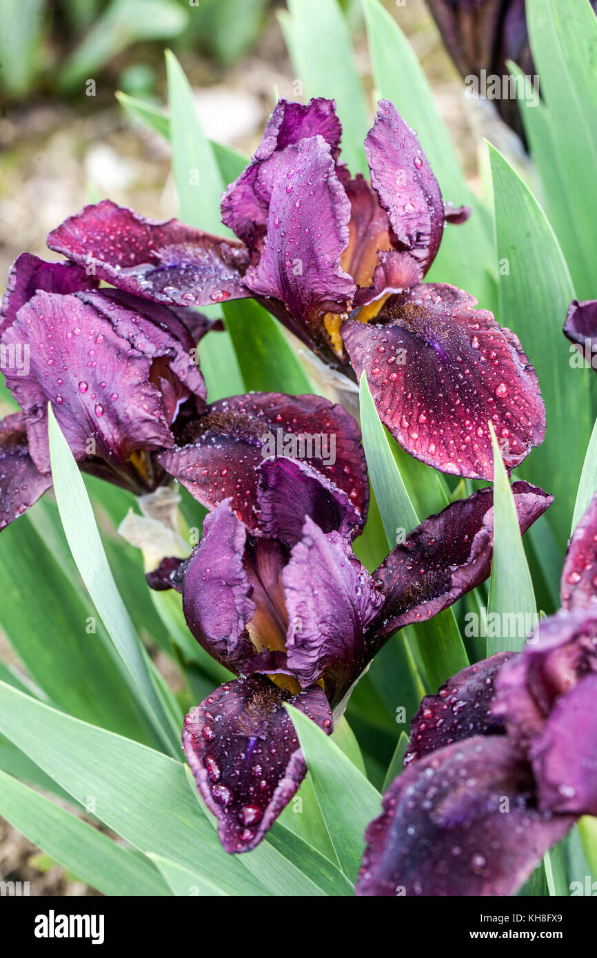Standard nain barbu Iris barbata nana Iris ' Tomingo ' Banque D'Images