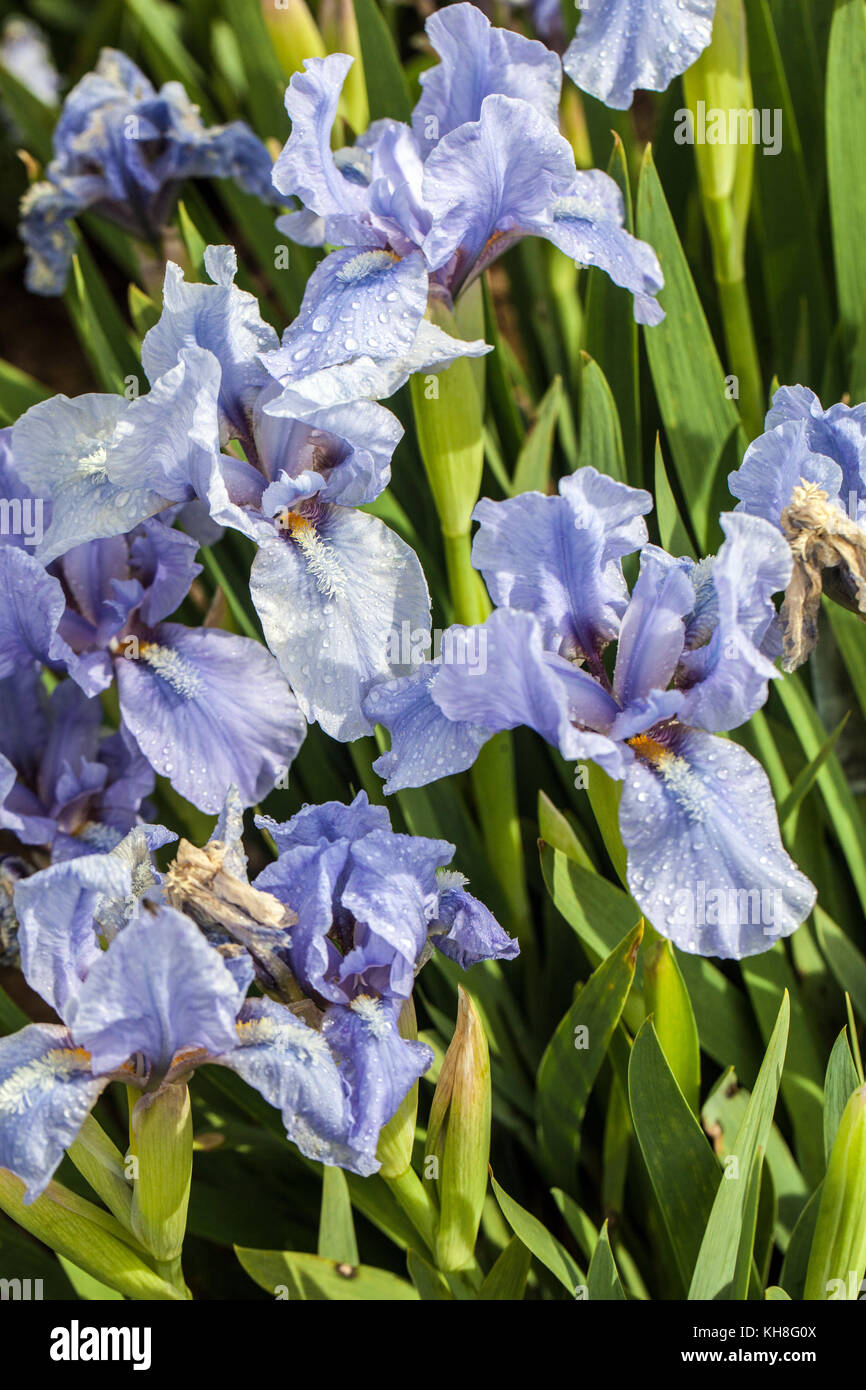 Standard nain barbu iris barbata nana Iris ' Little Sapphire ' Banque D'Images