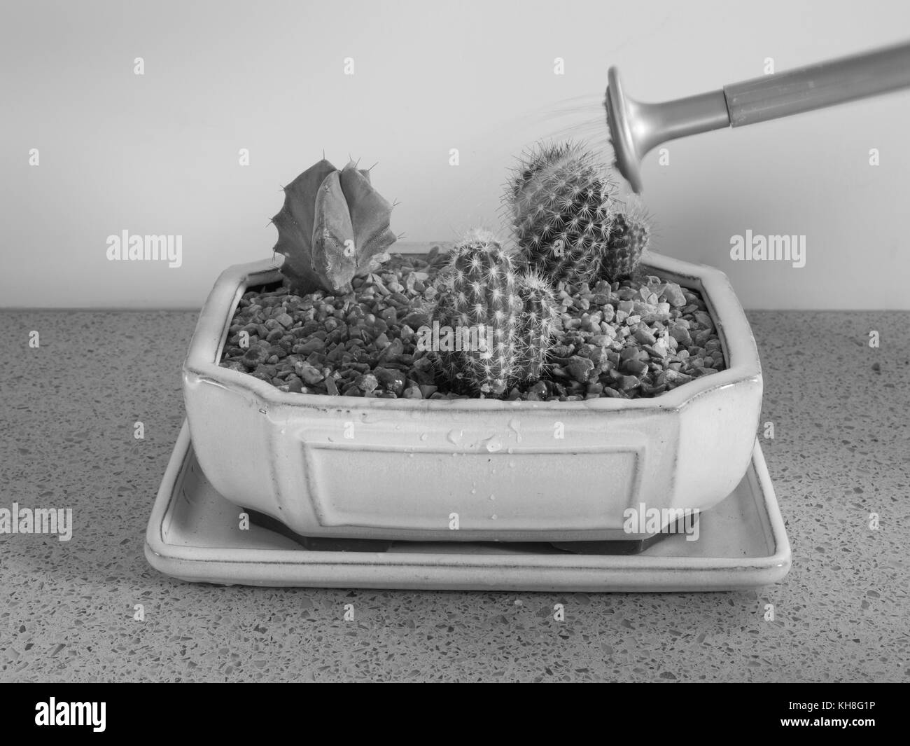 Série à montrer - rempotage semoir avec les jeunes Cactus. Projet enfants idéal. Étape par étape. Banque D'Images