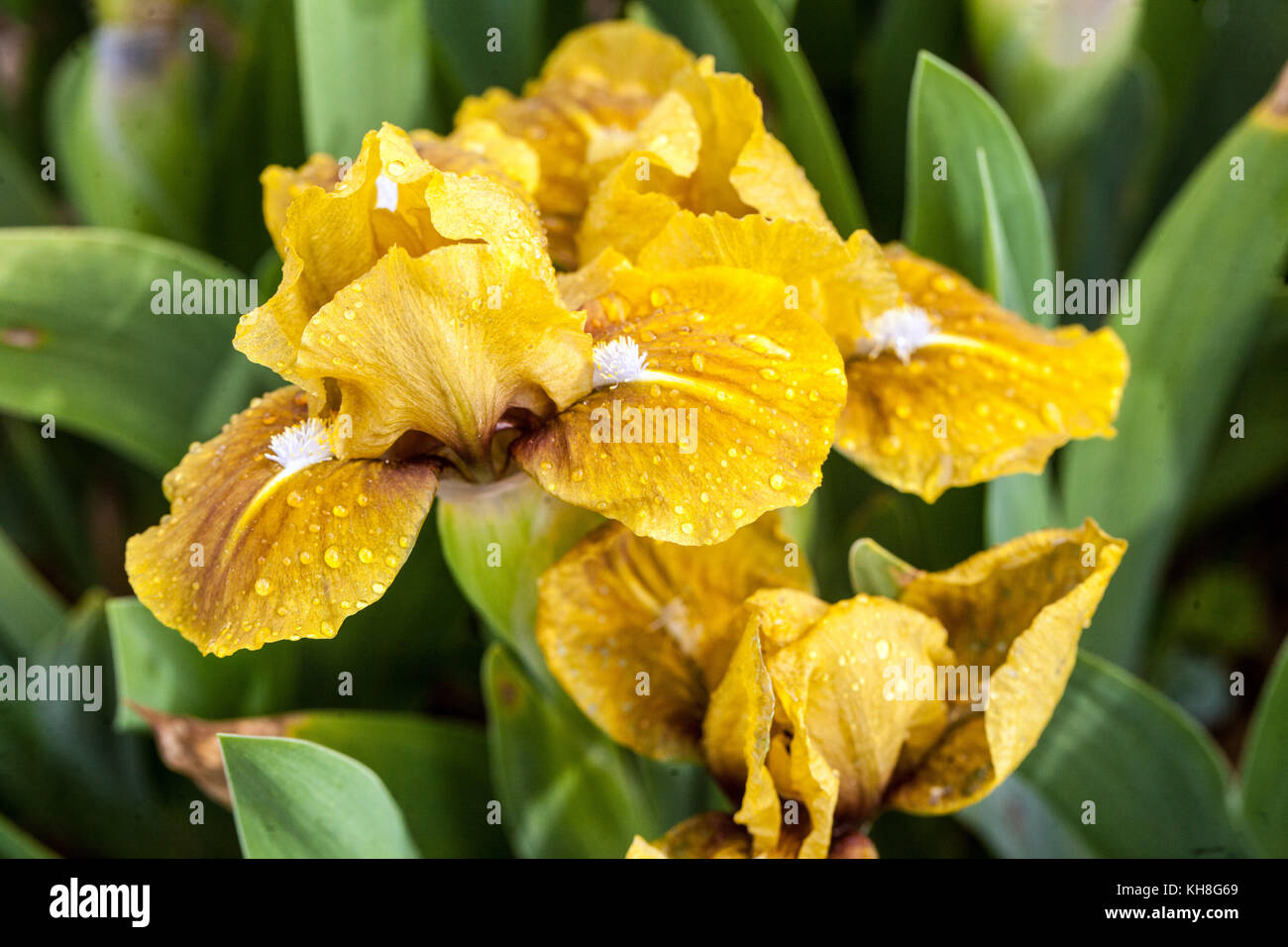 Standard Dwarf Bearded Iris barbata nana 'Little Haiwatha', Iris fleur jaune miniature Banque D'Images