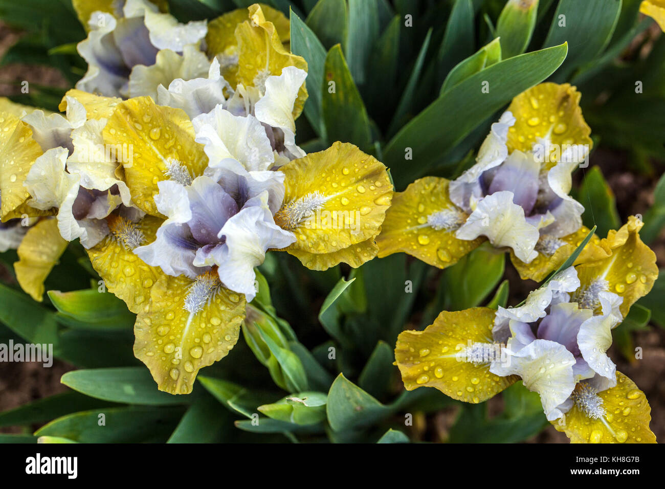 Standard Dwarf barbu Iris barbata nana 'Webelos', miniature fleur iris jaune jardin iris nain Banque D'Images