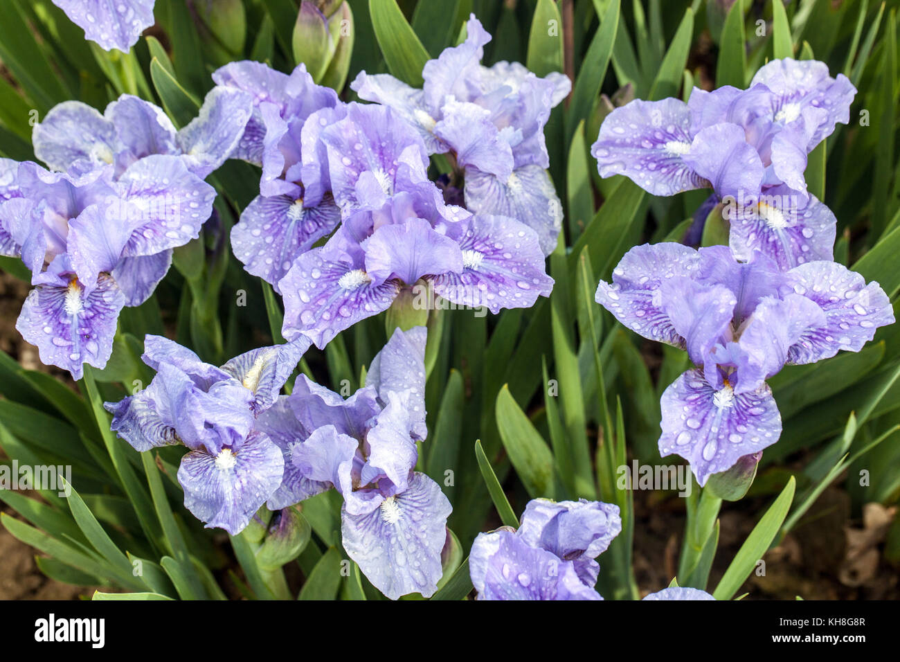 Standard nain barbu Iris barbata nana Iris ' cool Melodrama ' Banque D'Images