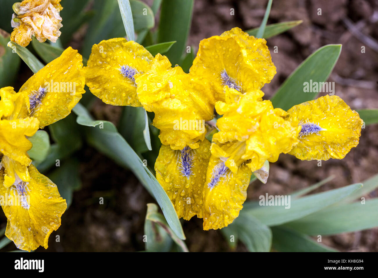 Iris barbata nata naana 'Kayo' miniature, Iris jaune Banque D'Images