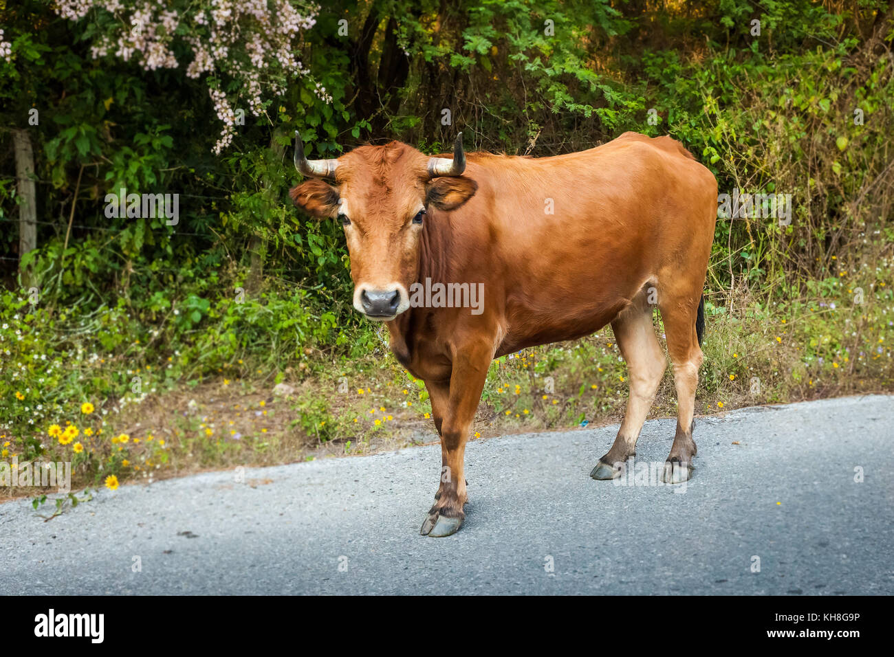 Vache brune sur la route Banque D'Images