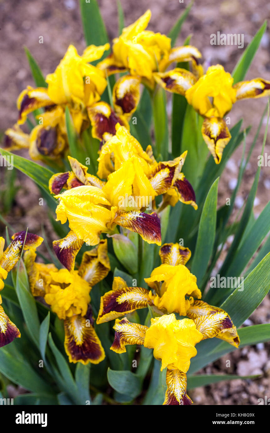 Standard nain barbu Iris barbata nana Iris ' Goldhaube ' Banque D'Images