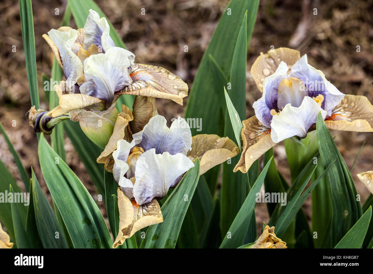 Iris barbu nain standard barbata nana Iris ' Yat Rock ' Banque D'Images