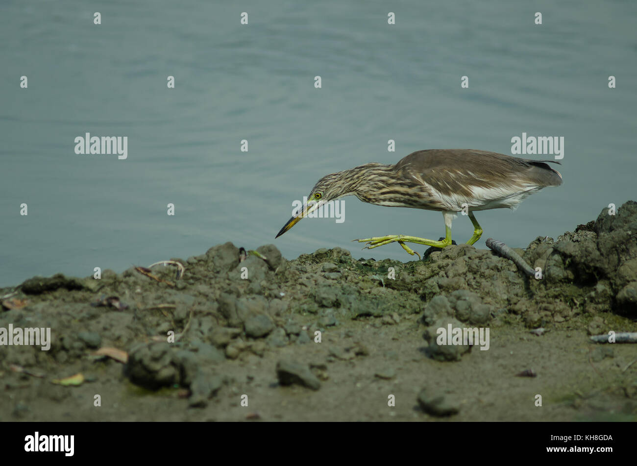 Crabier chinois dans la nature, la Thaïlande Banque D'Images