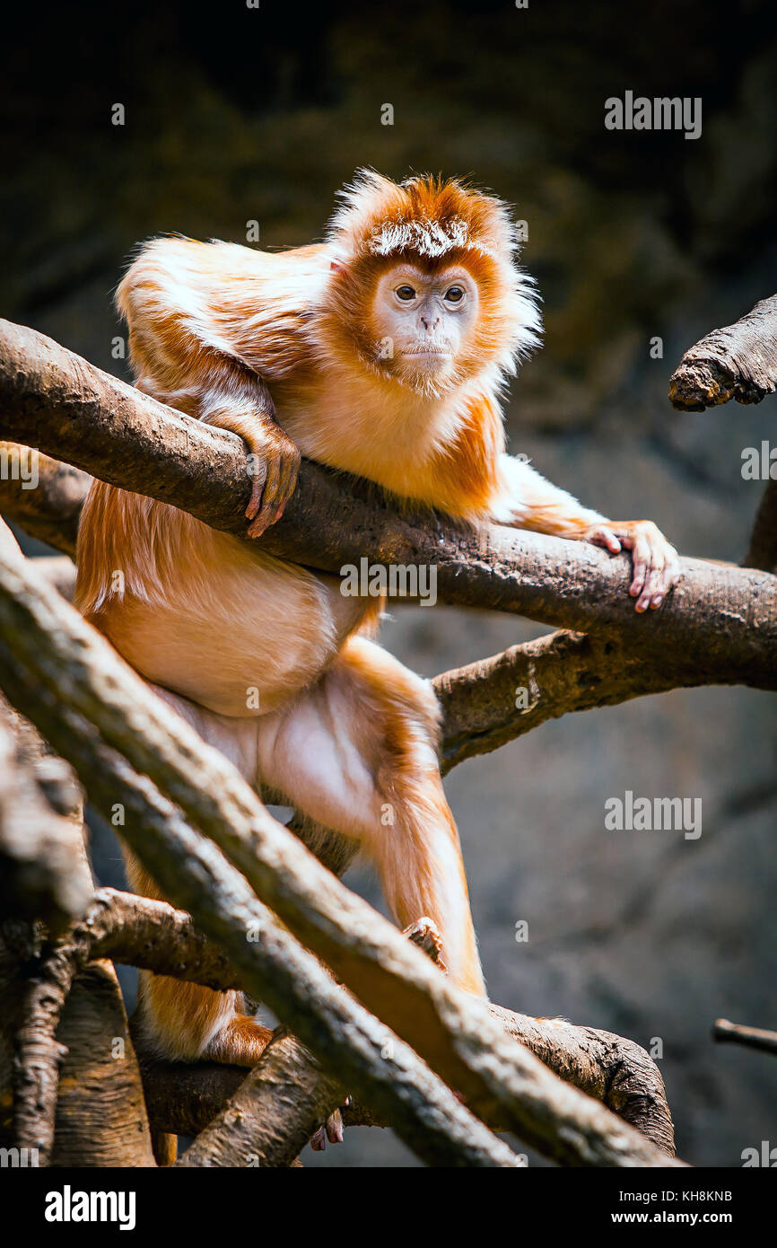 Singe Mignon Banque De Photographies Et D Images A Haute Resolution Alamy