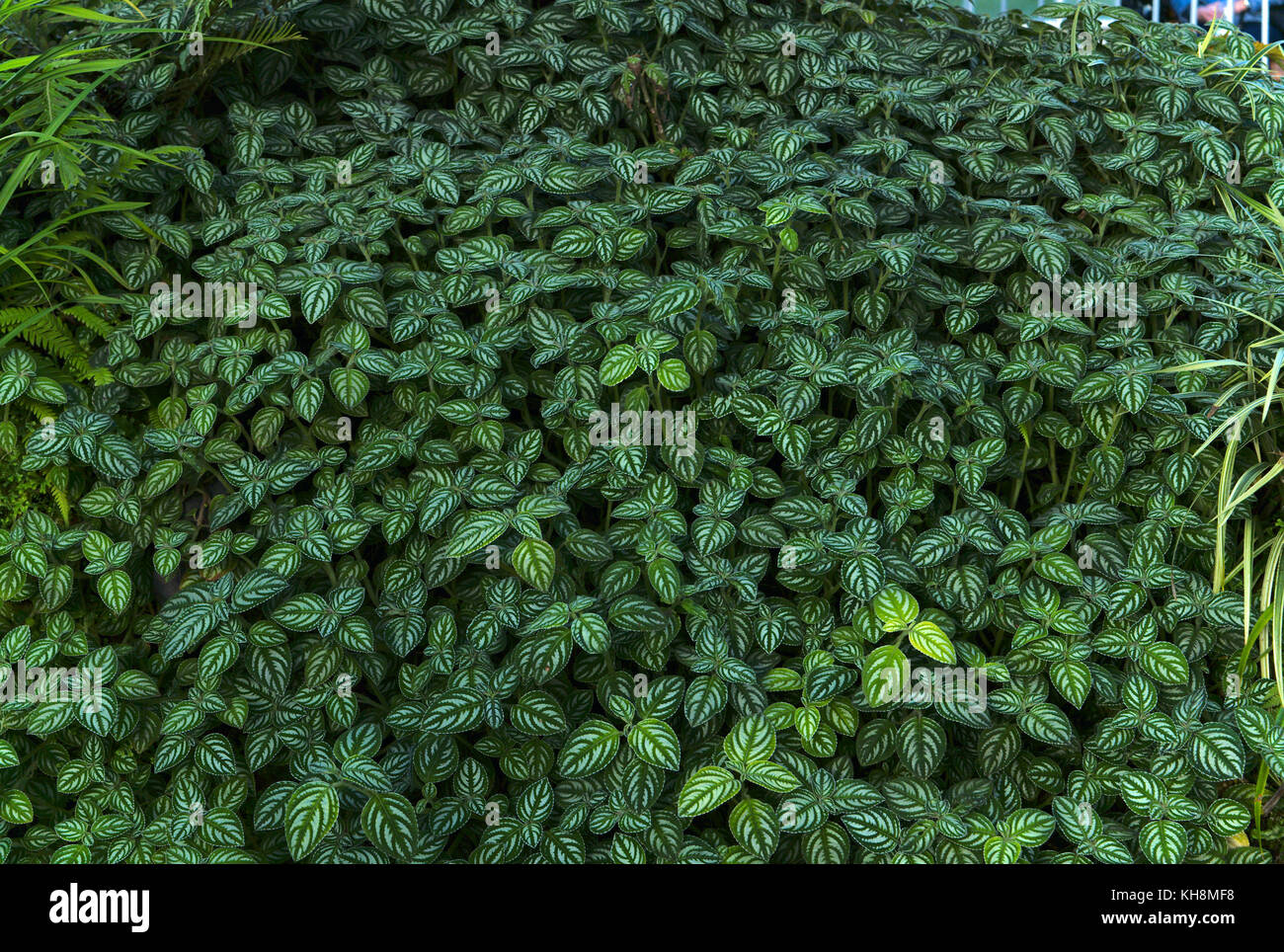 Lamium maculatum Banque D'Images