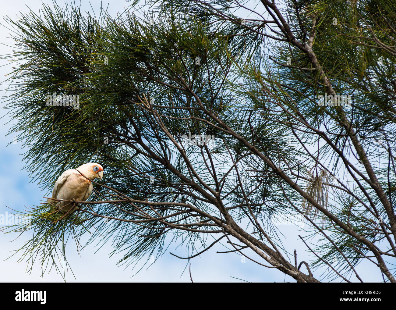 Goffin cacatoès dans l arbre à Cape Byron Bay, Nouvelles Galles du Sud, Australie. Banque D'Images
