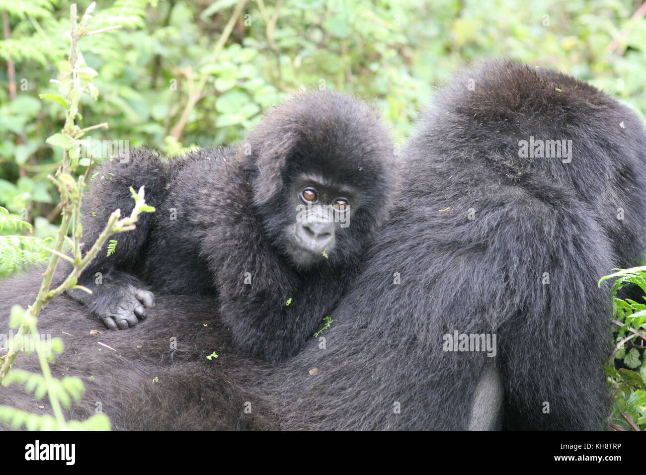 Bébé gorille de montagne, le Rwanda Banque D'Images