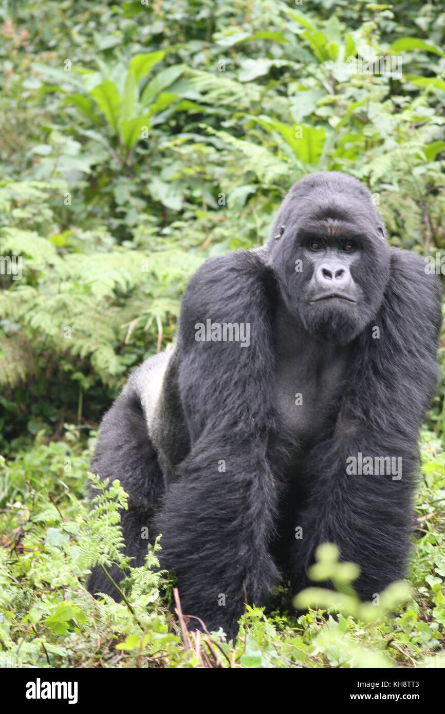 Silverback gorilla, Rwanda Banque D'Images