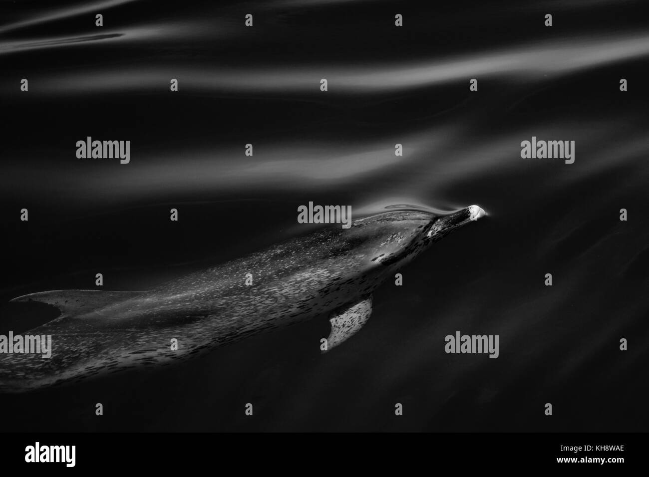 Le noir et blanc les dauphins tachetés de l'Atlantique Venez rouler la proue de la National Geographic Orion dans l'eau miroitant dans le milieu de l'Océan Atlantique Banque D'Images