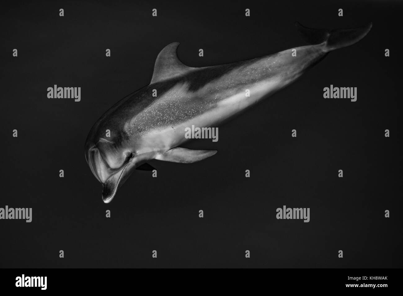 Le noir et blanc les dauphins tachetés de l'Atlantique Venez rouler la proue de la National Geographic Orion dans l'eau miroitant dans le milieu de l'Océan Atlantique Banque D'Images