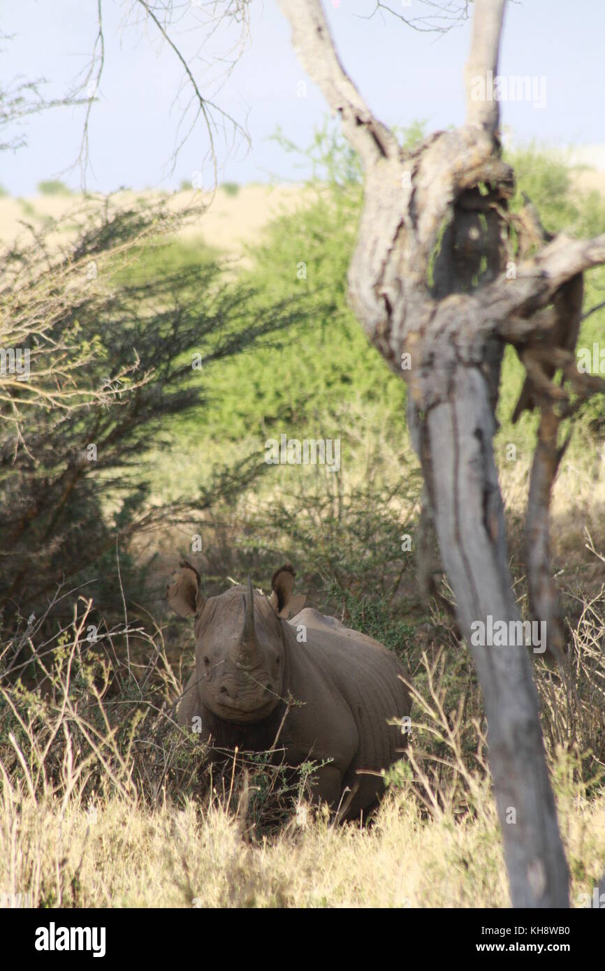 Les rhinocéros noirs dans la forêt, le parc national de Nairobi, Kenya Banque D'Images