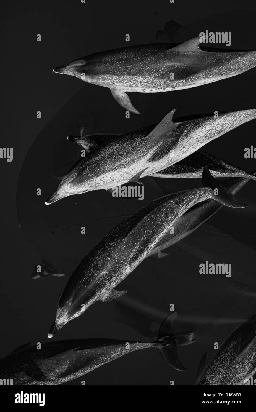 Le noir et blanc les dauphins tachetés de l'Atlantique Venez rouler la proue de la National Geographic Orion dans l'eau miroitant dans le milieu de l'Océan Atlantique Banque D'Images