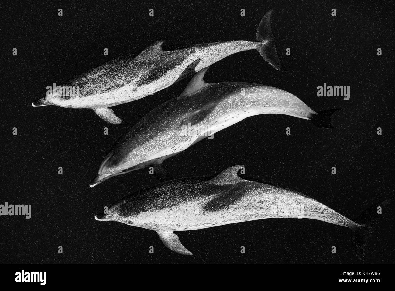 Le noir et blanc les dauphins tachetés de l'Atlantique Venez rouler la proue de la National Geographic Orion dans l'eau miroitant dans le milieu de l'Océan Atlantique Banque D'Images
