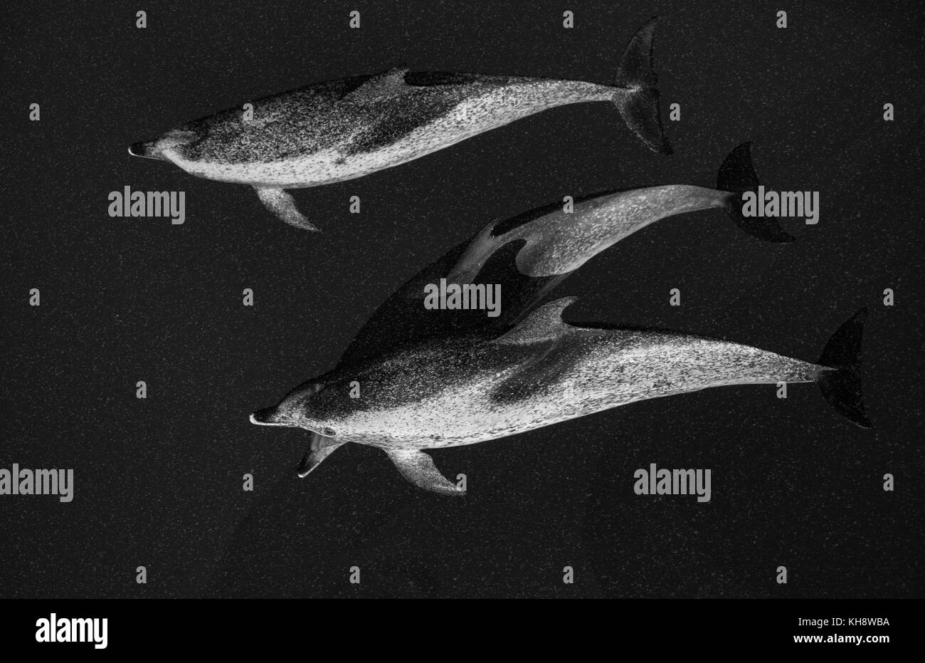 Le noir et blanc les dauphins tachetés de l'Atlantique Venez rouler la proue de la National Geographic Orion dans l'eau miroitant dans le milieu de l'Océan Atlantique Banque D'Images